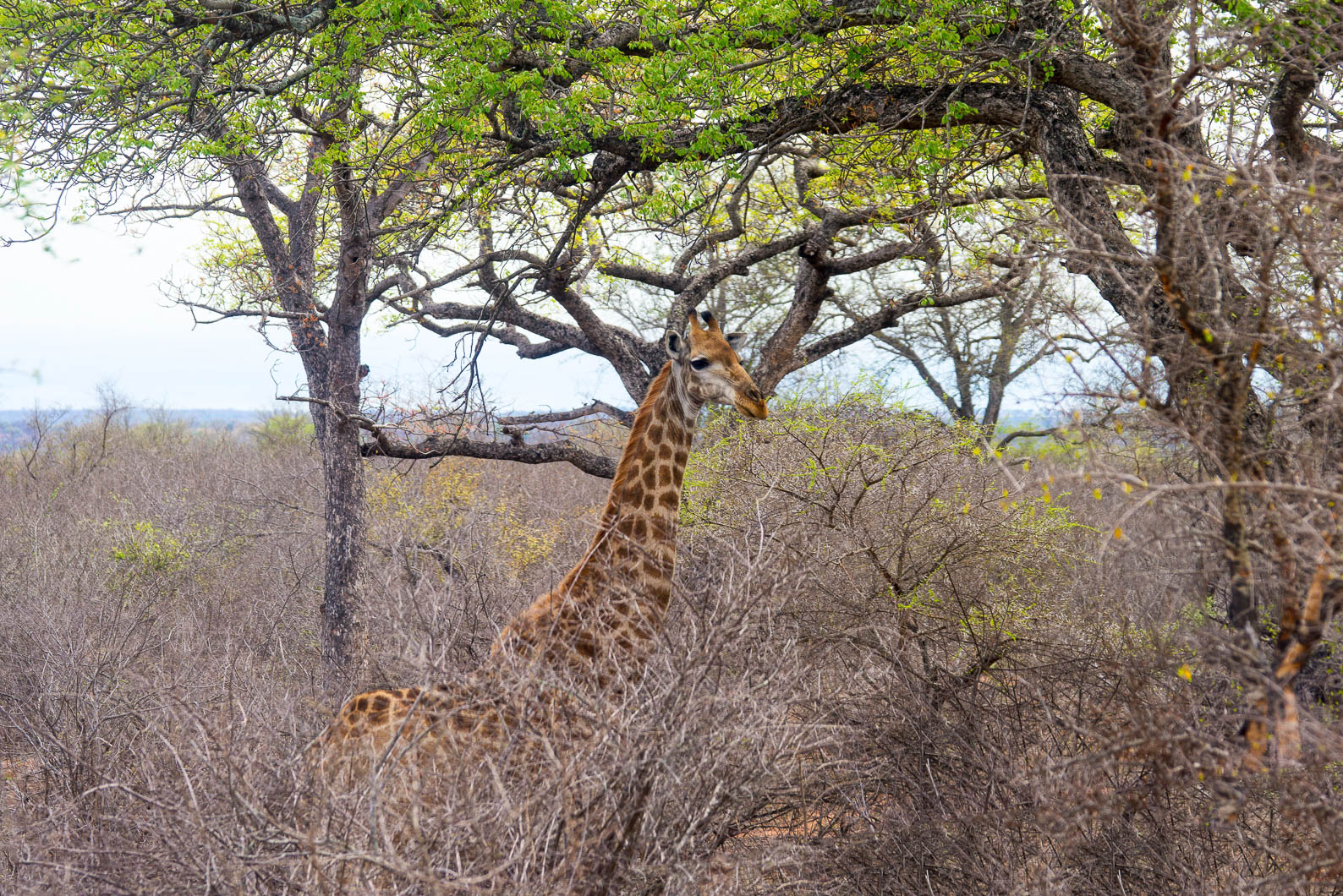 20161112 100809 Giraffen